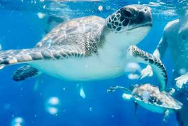 Miasto duchów, Famagusta, Salamina z rejsem na Blue Lagoon i zatokę żółwi z Protaras